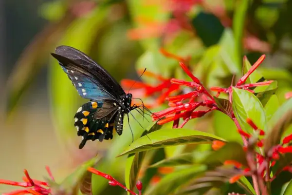 فراشة زرقاء