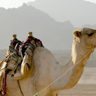 THE THREE REALMS OF THE UAE- AIR, WATER, AND LAND