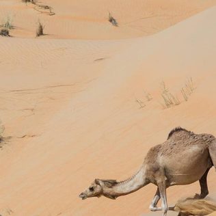 FROM DUBAI TO LIWA – A REWARDING ROAD TRIP