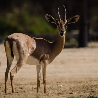 Marmoom-Nature-Reserve-deer-