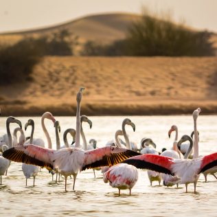 Wildlife Encounter in the UAE